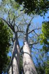 Alberi di baobab nell'area protetta di Zombitse-Vohibasia, Madagascar. La superficie complessiva si estende per circa 361 km quadrati.
