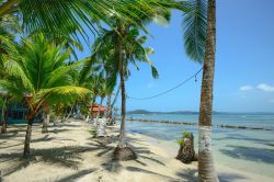 Alberi di palma sull'isola di Carenero a Bocas Del Toro, Panama.
