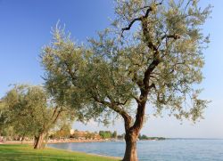 Alberi di ulivo nei pressi del lago di Garda a Bardolino, provincia di Verona, Veneto.



