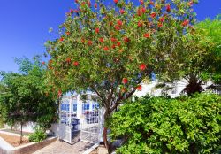 Alberi fioriti a Panarea, Sicilia - Rosso intenso per i fiori di questo albero che crea un'atmosfera ancora più suggestiva nel villaggio di Panarea © Natalia Macheda / Shutterstock.com ...