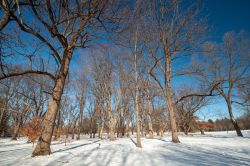 Alberi fotografati in inverno con la neve a Indianapolis, Indiana. Questa località si trova nella contea di Marion.
