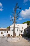 L'albero capovolto dal Diavolo a Ischitella, Puglia. La leggenda vuole che San Francesco di passaggio in questo luogo vi abbia piantato il suo bastone per terra: questo mise le radici e ...