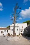 L'albero capovolto dal Diavolo a Ischitella, Puglia. La leggenda vuole che San Francesco di passaggio in questo luogo vi abbia piantato il suo bastone per terra: questo mise le radici e ...