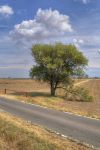 Albero Solitario nelle campagne di Sant'Agata Bolognese in Emilia