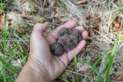 Alla scoperta dei tartufi durante un Truffle Tour a La Morra in Piemonte