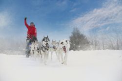 Anche lo sleddog nel programma del Caribou Carnival a Yellowknife in Canada