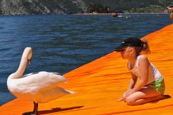 Anche un cigno a passeggio sulle Passerelle galleggianti sul Lago di Iseo: l'installazione di Christo che ha acceso di colori e emozioni Monte Isola all'inizo dell'estate 2016 - s74 ...