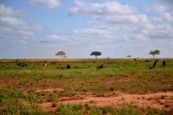 Un gruppetto di antilopi bruca l'erba al mattino nella savana dello Tsavo National Park, il più grande Parco Nazionale del Kenya.