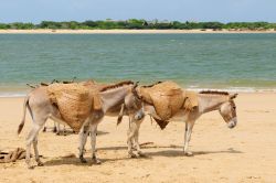 Asini su una spiaggia di Lamu, in Kenya - passeggiando per le stradine di Lamu, città principale dell'omonima isola, è pressoché impossibile trovare automobili o motociclette, ...