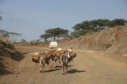 Asini trasportano acqua in una strada vicino a Marsabit, Kenya - © Pieter Oosthuizen / Shutterstock.com