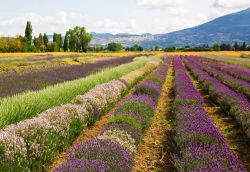 Assisi ed un lavandeto in primo piano: la fioritura della lavanda si può ammirare anche in Umbria