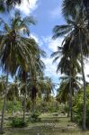 Palme ad Atins presso Barreirinhas, Brasile