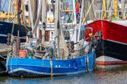 Barche di pescatori di gamberi nel porto di Lauwersoog in Olanda