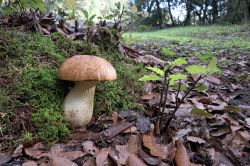 Un bell'esemplare di fungo porcino fra il muschio di un leccio nel parco nazionale dell'Etna, Adrano, Sicilia.


