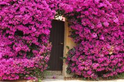 Tipici fiori Bougainvillea attorno ad un porta di una casa a Porquerolles, in Francia  - © Rrrainbow / shutterstock.com