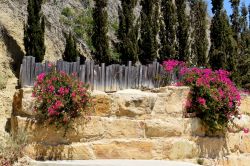 Bougainvillea fiorita sulla strada per la spiaggia Columbia a Pissouri, isola di Cipro.



