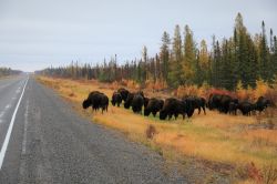 Bufali sulla Yellowknife Highway nei Territori del Nord-Ovest in Canada