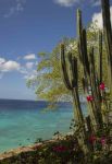 Cactus e bouganvillee sull'isola oalndese di Curacao, Antille.
