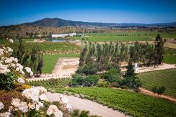 Una vista della campagna nella Valle de Casablanca, nella Región de Valparaíso, dove si produce ottimo vino.