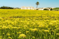 Campagne intorno a Trapani, Sicilia - Campi fioriti illuminano i dintorni della "città delle cento chiese" © Magati / Shutterstock.com