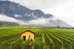 Panorama autunnale sulle campagne intorno a Sion, città di lingua francese situata a nord del Rodano. Si può tranquillamente andare a zonzo a piedi fra le vigne per degustare gli ...