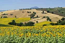 Campi di girasole nei pressi di Jesi, Marche.
