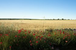 Campo di grano nelle campagne di Ruvo di Puglia - Il territorio di Ruvo con i suoi vigneti, oliveti e campi seminativi è uno dei più estesi della provincia di Bari © mrkornflakes ...