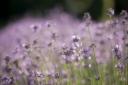 Campo di lavanda in fiore a Sale San Giovanni in Piemonte.