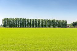 Campo di riso in Lomellina vicino a Mortara, provincia di Pavia