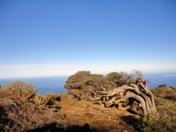 El Sabinar, la spettacolare foresta di sabinas (ginepri) simbolo dell'isola. Siamo a El Hierro, Canarie.