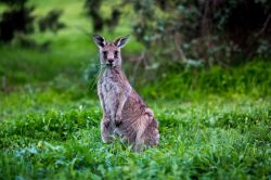 Un canguro al parco di Canberra in Australia ...