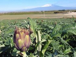 Un campo di carciofi varietà violetto, che diverranno protagonisti in aprile della Sagra del Carciofo di Ramacca. in secondo piano il profilo innevato del Monte Etna - © Pro ...