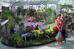 Cartolina dal Flower Dome di Singapore. Fiori, piante e natura rigogliosa per questa serra sinuosa a forma di gigantesca conchiglia dove turisti e visitatori possono trovare splendidi scorci ...