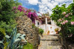 Casa fra la vegetazione sull'isola di Alicudi, Sicilia - Una bella abitazione tradizionale sull'isola di Alicudi: tetto piano per la raccolta dell'acqua piovana, poi convogliata ...