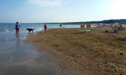 Casalborsetti, la spiaggia dei cani: nella parte meridionale della spiaggia esiste la possibilità di portare i cani, purché tenuti al guinzaglio.