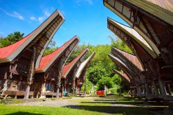 Le tongkonan sono le case tipiche dei villaggi tradizionali in molte zone di Sulawesi popolate dall'etnia Toraja - foto © 88472539 / Shutterstock.com