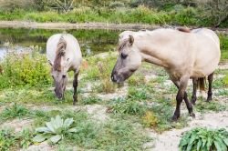 Cavalli selvaggi a Meijendel nei dintorni de L'Aja in Olanda.