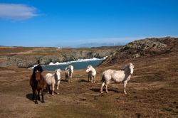 Cavalli selvaggi gallesi sulla costa di Anglesey, nord Galles, UK.


