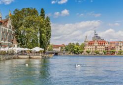 Cigni sul  lago Bodensee nella città di Costanza, in Germania