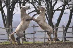 Combattimento fra stalloni lipizzani nella campagna della Slavonia, Croazia. Questo cavallo veniva usato per trainare le carrozze dei monarchi e nell'esercito.
