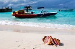 Una conchiglia in spiaggia a Grace bay la famosa spiaggia di Providenciales nello stato di Turks&Caicos, una delle località più famose dei Caraibi. Si tratta di una lunghissima ...