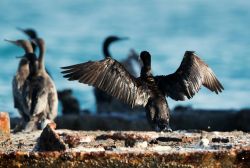 Cormorani sull'isola di Socotra, Yemen. Un esemplare della famiglia Phalacrocoracidae con le ali spiegate dopo un tuffo in acqua; abitualmente i cormorani si nutrono di una grande varietà ...