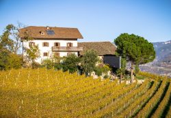 Cortaccia sulla Strada del Vino tra i vigneti dell'Alto Adige