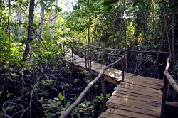 Dabaso (Watamu): una passerella s'insinua tra le mangrovie di Mida Creek per condurre al ristorante a gestione comunitaria "Crab Shack".