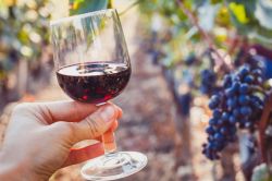 Degustazioni di vini veneti all'evento di Orsago Divino a Giugno