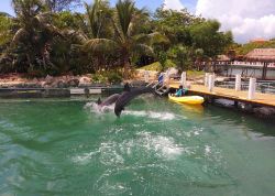 Delfini saltano fuori dall'acqua dopo essere stati nutriti alla marina di Puerto Aventuras, Quintana Roo, Messico.

