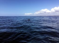 Delfini nel mare di Watamu (Kenya): anche se ...