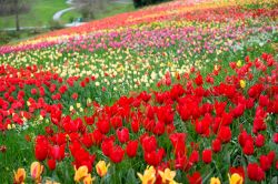 Distesa di tulipani fioriti sull'isola di Mainau, Germania. Quest'isola, situata nel lago di Costanza, è una nota meta turistica anche per la presenza di splendidi giardini.
 ...