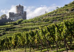 Distese di vigneti nei pressi del borgo di Eguisheim, Francia.
