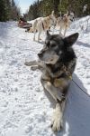 Dog sledding, Quebec: il meritato riposo degli straordinari husky che trainano le slitte sulla neve nei boschi attorno alla località di Les Eboulements. Dopo una breve sosta, i cani sono ...